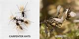 White Ants And Termites Difference Photos