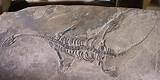 Pictures of Real Dinosaur Fossil For Sale
