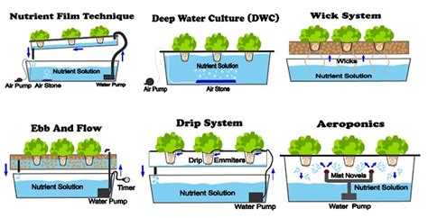 Pictures of Commercial Deep Water Culture Systems