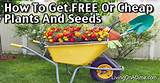 Pictures of How To Get Free Seeds For Garden
