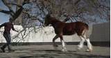 Super Bowl Budweiser Commercial 2013 Youtube Images