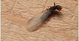 Drywood Termite Swarmer Photos