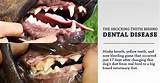 Dog Gum Disease Natural Treatment Photos