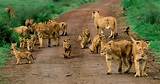 Tanzania Safari Packages Pictures