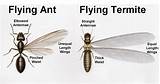 Pictures of Ant Termite Comparison