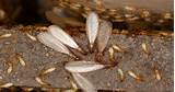 Termites Photo Images