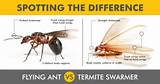 Carpenter Ants Termites Difference Pictures