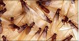 Pictures of Eradicate Termites