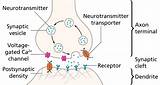 Chapter 11 Chemical Reactions Answers Images