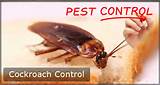 Does Termite Fumigation Kill Roaches Photos