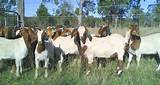 Goat Farm Pictures
