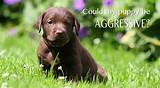 How To Control Dogs Aggressive Behavior Images