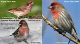 House Finch Male Vs Female Photos