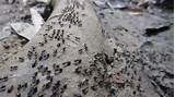 Fire Ants Vs Termites Images