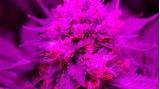 Images of Purple Marijuana