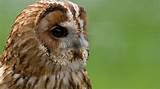 High Resolution Owl Photos Pictures