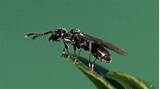 Flying Termite Vs Flying Ant Images