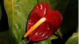 Images of Anthurium Flower Pictures