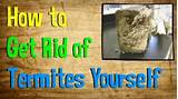 Get Rid Of Termites Home Remedy Images