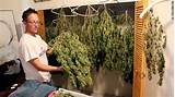 How To Get A Marijuana License In Colorado