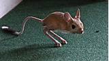 Pictures of Rodent Jerboa