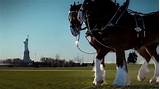 Pictures of Clydesdale Commercials Super Bowl