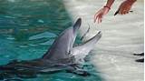Images of What Fish Do Bottlenose Dolphins Eat