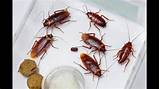 Images of Your Termite And Pest Control