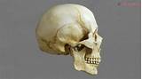 Images of Medical Skull Model