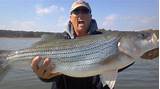 Images of Striper Fishing Guides Lake Texoma