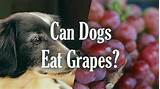 Photos of Can Hamsters Eat Grapes