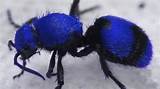 Pictures of Velvet Ant Sting