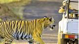 Photos of India Safari Packages