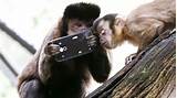 Monkey On Phone Commercial Pictures