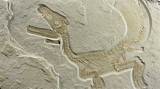 Pictures of Dinosaur Fossils