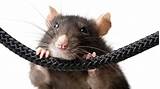 Pictures of Pictures Of Rat
