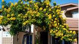 Yellow Flowering Tree Southern California Pictures