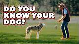 Watch Me Dog Training Images