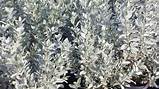 Silver Hedge Pictures