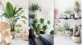 Pictures of Decorating Indoors With Plants