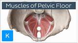 Low Pelvic Floor Muscles Images
