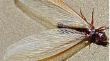 Winged Termite Identification Images