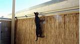 Pictures of Cat Fencing Enclosures