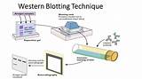 Images of Troubleshooting Western Blots