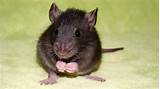 Images of Pest Control Mice