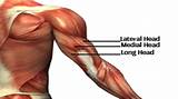 Muscle Exercises Anatomy Images
