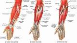 Forearm Muscle Exercise Photos