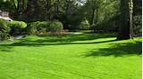 Organic Lawn Care Images