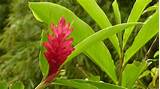 Pictures of Ginger Flower Images