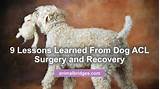 Images of Acl Repair In Dogs Recovery